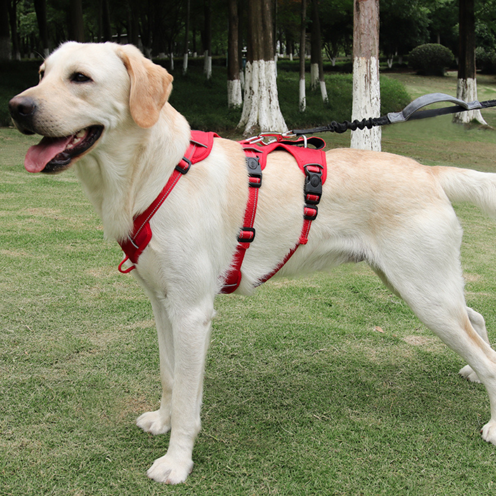 Dog Traction Rope and Chest Harness: Ultimate Safety and Comfort for Your Large Dog