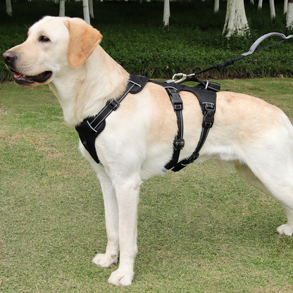 Dog Traction Rope and Chest Harness: Ultimate Safety and Comfort for Your Large Dog